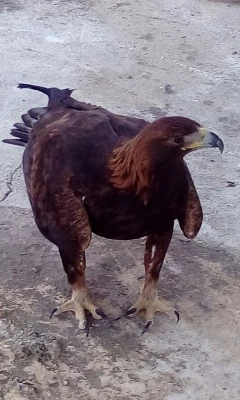 بمناسبت گرامیداشت دهه ی سرآمدی آموزش و به همت گروه علوم پایه

بازدید دانشجویان پردیس شهید رجایی آذربایجان غربی از پارک ملی دریاچه ارومیه و باغ وحش
 2