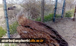 بمناسبت گرامیداشت دهه ی سرآمدی آموزش و به همت گروه علوم پایه

بازدید دانشجویان پردیس شهید رجایی آذربایجان غربی از پارک ملی دریاچه ارومیه و باغ وحش
 5