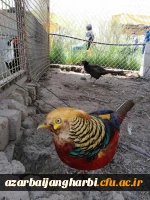 بمناسبت گرامیداشت دهه ی سرآمدی آموزش و به همت گروه علوم پایه

بازدید دانشجویان پردیس شهید رجایی آذربایجان غربی از پارک ملی دریاچه ارومیه و باغ وحش
 6