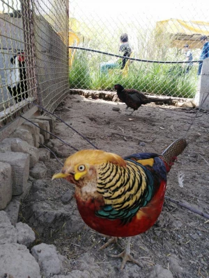 بمناسبت گرامیداشت دهه ی سرآمدی آموزش و به همت گروه علوم پایه

بازدید دانشجویان پردیس شهید رجایی آذربایجان غربی از پارک ملی دریاچه ارومیه و باغ وحش
 6